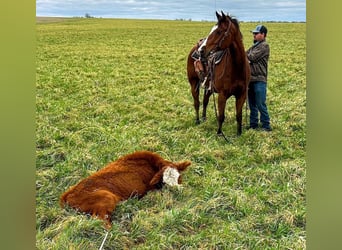 American Quarter Horse, Castrone, 10 Anni, 152 cm, Baio ciliegia