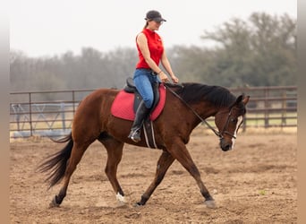 American Quarter Horse, Castrone, 10 Anni, 152 cm, Baio ciliegia