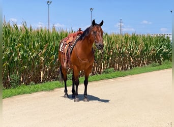 American Quarter Horse, Castrone, 10 Anni, 152 cm, Baio ciliegia