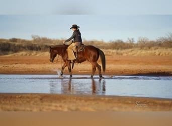 American Quarter Horse, Castrone, 10 Anni, 152 cm, Baio ciliegia