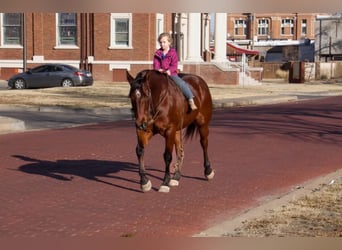 American Quarter Horse, Castrone, 10 Anni, 152 cm, Baio ciliegia