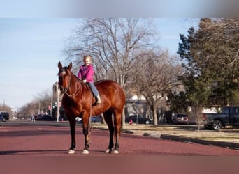 American Quarter Horse, Castrone, 10 Anni, 152 cm, Baio ciliegia