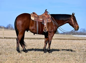 American Quarter Horse, Castrone, 10 Anni, 152 cm, Baio ciliegia