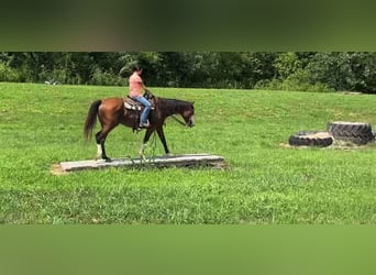 American Quarter Horse, Castrone, 10 Anni, 152 cm, Baio ciliegia