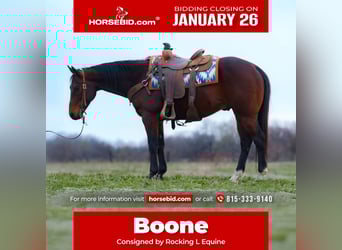 American Quarter Horse, Castrone, 10 Anni, 152 cm, Baio ciliegia