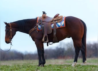 American Quarter Horse, Castrone, 10 Anni, 152 cm, Baio ciliegia