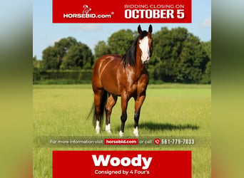 American Quarter Horse, Castrone, 10 Anni, 152 cm, Baio ciliegia