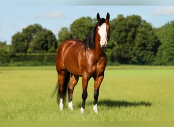 American Quarter Horse, Castrone, 10 Anni, 152 cm, Baio ciliegia