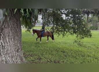 American Quarter Horse, Castrone, 10 Anni, 152 cm, Baio ciliegia