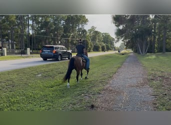 American Quarter Horse, Castrone, 10 Anni, 152 cm, Baio ciliegia