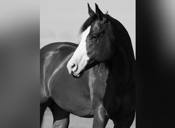American Quarter Horse, Castrone, 10 Anni, 152 cm, Baio ciliegia