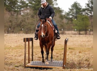 American Quarter Horse, Castrone, 10 Anni, 152 cm, Baio ciliegia