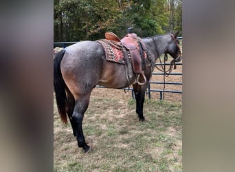 American Quarter Horse, Castrone, 10 Anni, 152 cm, Baio