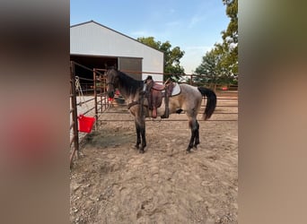 American Quarter Horse, Castrone, 10 Anni, 152 cm, Baio