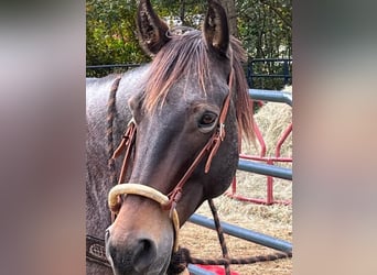 American Quarter Horse, Castrone, 10 Anni, 152 cm, Baio