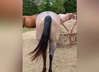 American Quarter Horse, Castrone, 10 Anni, 152 cm, Baio