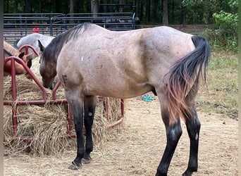 American Quarter Horse, Castrone, 10 Anni, 152 cm, Baio