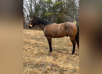 American Quarter Horse, Castrone, 10 Anni, 152 cm, Baio