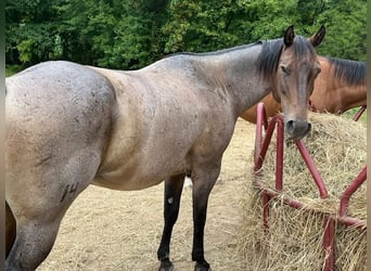 American Quarter Horse, Castrone, 10 Anni, 152 cm, Baio