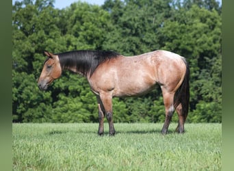 American Quarter Horse, Castrone, 10 Anni, 152 cm, Baio roano
