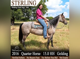 American Quarter Horse, Castrone, 10 Anni, 152 cm, Baio roano