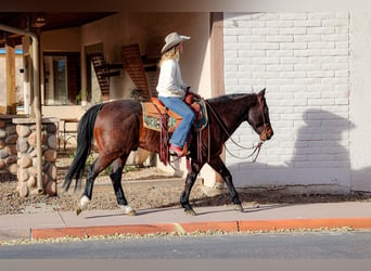 American Quarter Horse, Castrone, 10 Anni, 152 cm, Baio roano