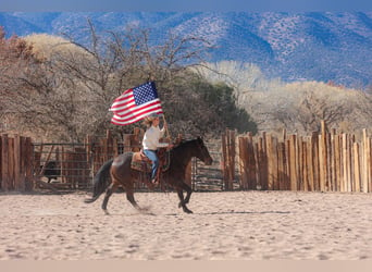 American Quarter Horse, Castrone, 10 Anni, 152 cm, Baio roano