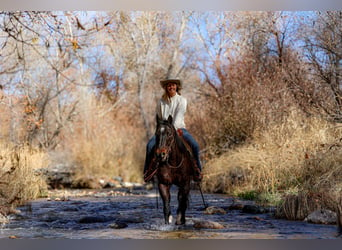 American Quarter Horse, Castrone, 10 Anni, 152 cm, Baio roano