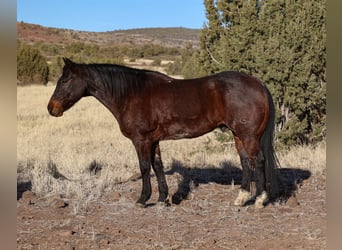 American Quarter Horse, Castrone, 10 Anni, 152 cm, Baio roano