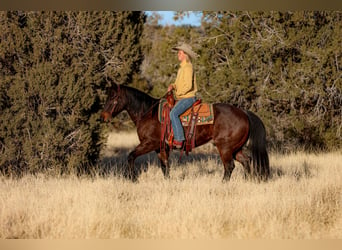 American Quarter Horse, Castrone, 10 Anni, 152 cm, Baio roano