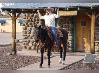 American Quarter Horse, Castrone, 10 Anni, 152 cm, Baio roano