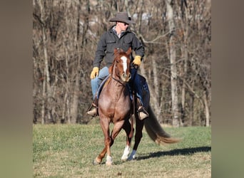American Quarter Horse, Castrone, 10 Anni, 152 cm, Baio roano