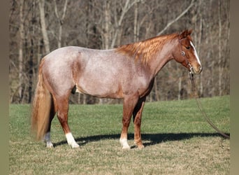 American Quarter Horse, Castrone, 10 Anni, 152 cm, Baio roano