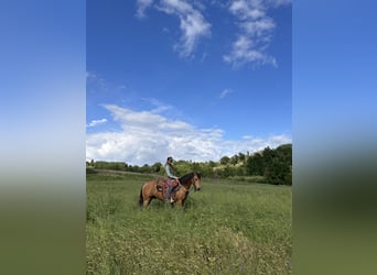 American Quarter Horse, Castrone, 10 Anni, 152 cm
