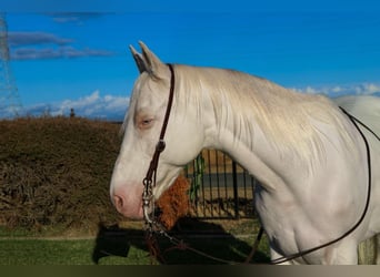 American Quarter Horse, Castrone, 10 Anni, 152 cm, Cremello