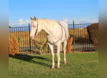 American Quarter Horse, Castrone, 10 Anni, 152 cm, Cremello