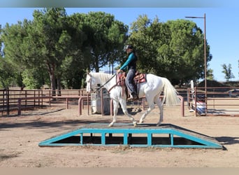 American Quarter Horse, Castrone, 10 Anni, 152 cm, Cremello