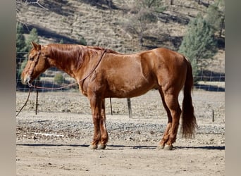 American Quarter Horse, Castrone, 10 Anni, 152 cm, Falbo