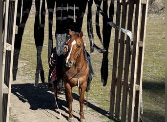 American Quarter Horse, Castrone, 10 Anni, 152 cm, Falbo