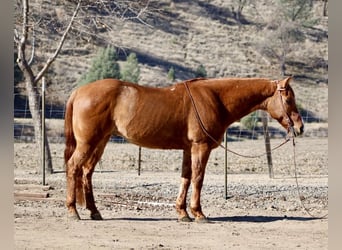 American Quarter Horse, Castrone, 10 Anni, 152 cm, Falbo