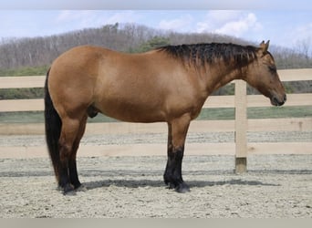 American Quarter Horse, Castrone, 10 Anni, 152 cm, Falbo