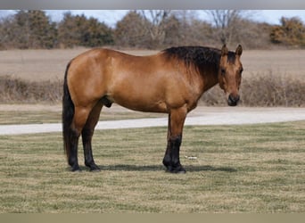 American Quarter Horse, Castrone, 10 Anni, 152 cm, Falbo