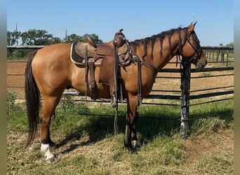 American Quarter Horse, Castrone, 10 Anni, 152 cm, Falbo