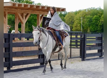 American Quarter Horse, Castrone, 10 Anni, 152 cm, Grigio
