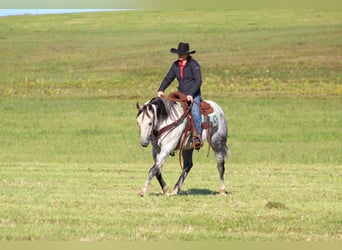 American Quarter Horse, Castrone, 10 Anni, 152 cm, Grigio