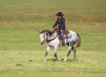 American Quarter Horse, Castrone, 10 Anni, 152 cm, Grigio