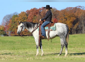 American Quarter Horse, Castrone, 10 Anni, 152 cm, Grigio