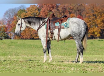 American Quarter Horse, Castrone, 10 Anni, 152 cm, Grigio