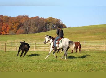 American Quarter Horse, Castrone, 10 Anni, 152 cm, Grigio