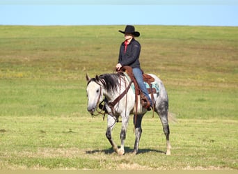 American Quarter Horse, Castrone, 10 Anni, 152 cm, Grigio